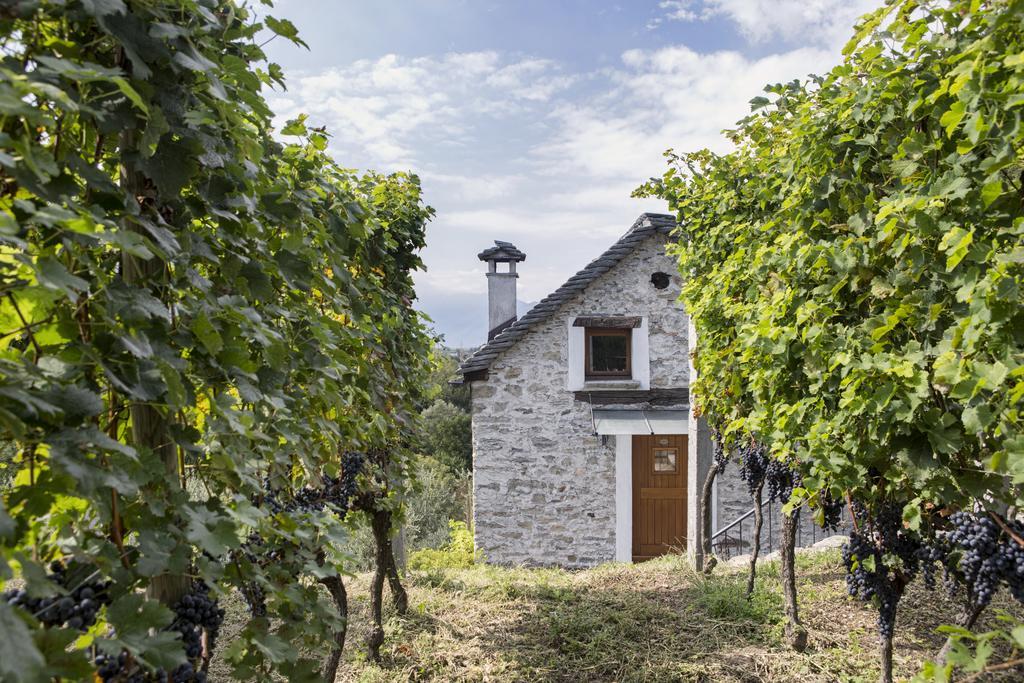 Fattoria L'Amorosa Sementina Luaran gambar