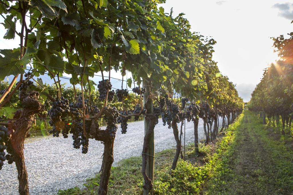 Fattoria L'Amorosa Sementina Luaran gambar