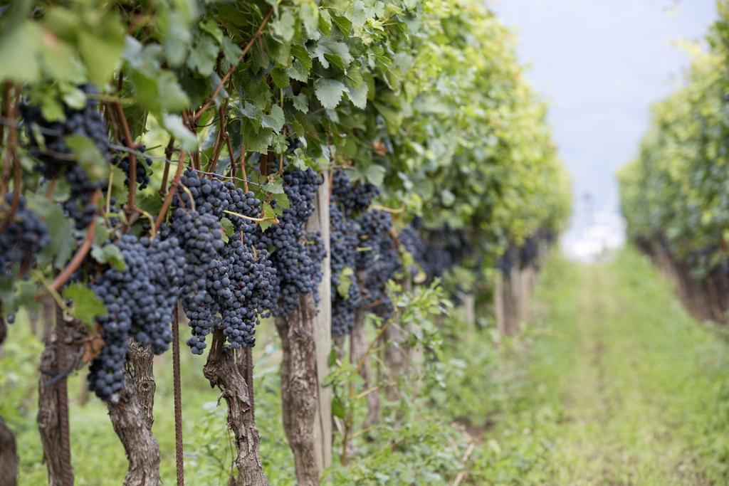 Fattoria L'Amorosa Sementina Luaran gambar