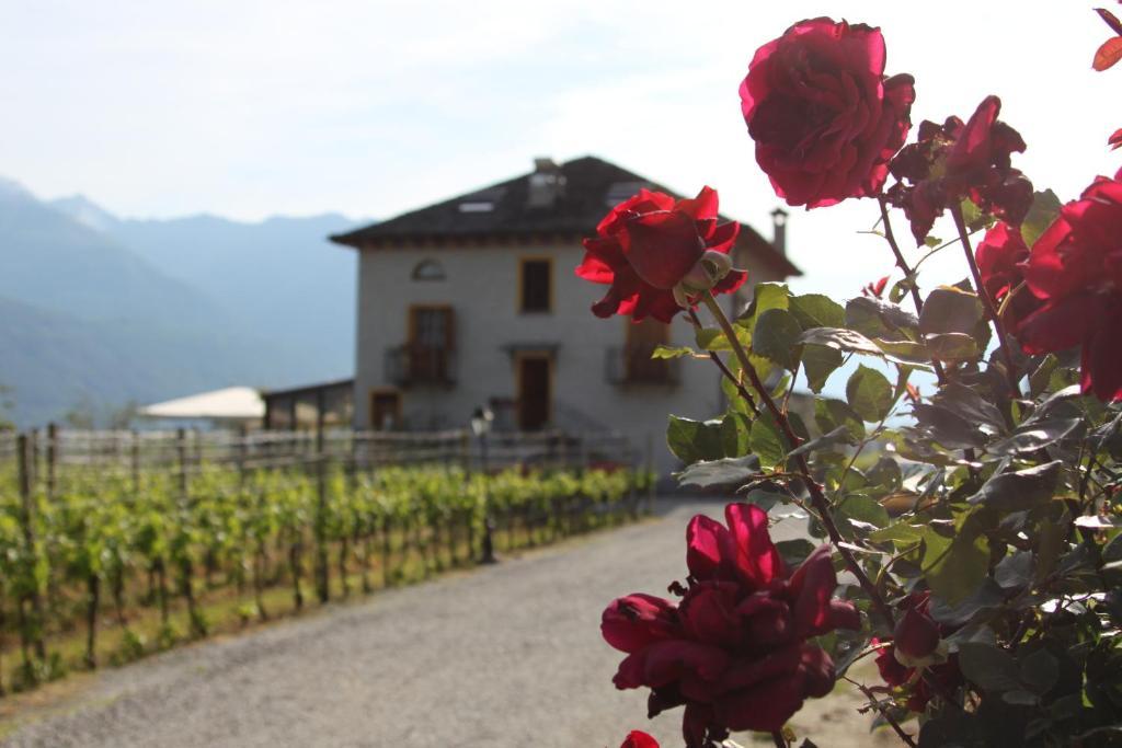 Fattoria L'Amorosa Sementina Luaran gambar